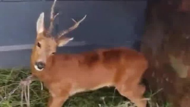 水印-此狍不“傻”！受伤狍子闯入北京药王谷求救# 药师村民精心照料恢复健康