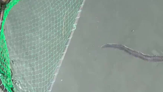 谁可以告诉我这个是啥？还会自爆的