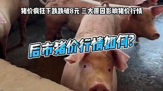 猪价疯狂下跌 多地猪价跌破8元！三大原因影响猪价行情 后市猪价行情如何？#猪价行情 #生猪价格#猪