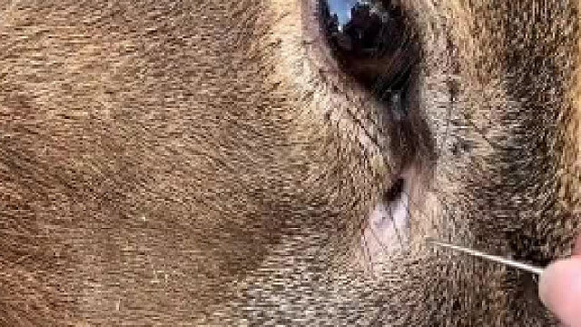 这才是鹿身上最贵的东西，知道是什么吗？