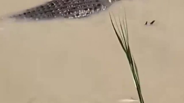 鳄鱼在水里面游泳，但是姿势怎么看着却怪里怪气。