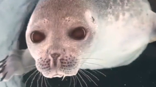 可爱的小海豹，鼻子像是智能开关，完美防水。