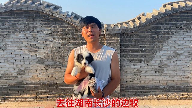去往湖南长沙的小边牧，观察一周无事，即将去新家表现的很兴奋！