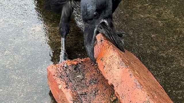 乌鸦竟然可以搬砖