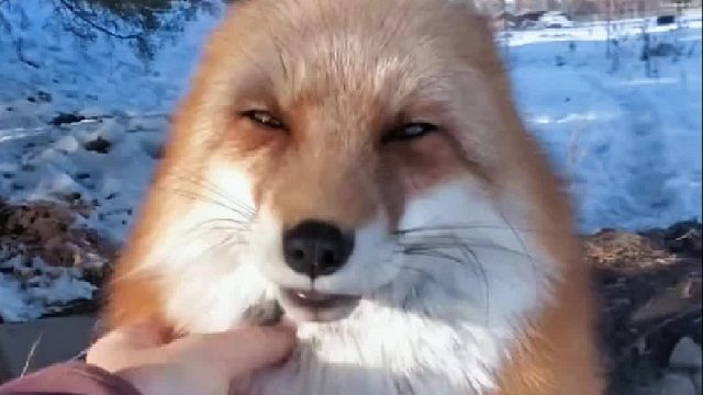 国外小姐姐财大气粗，直接包养了整个狐狸族群