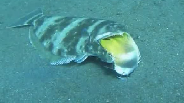 到嘴的鸭子飞了，换成谁都骂骂咧咧