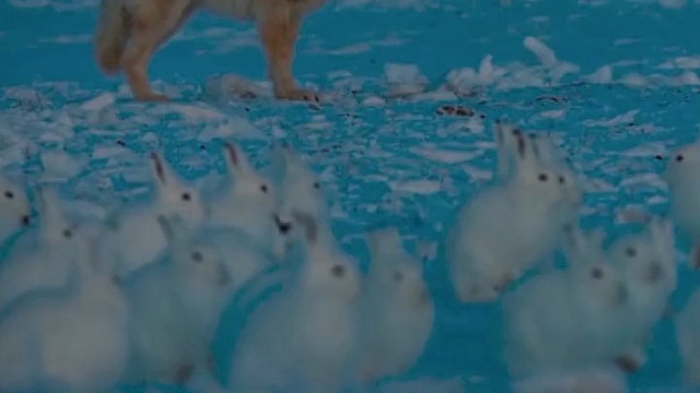 狼看着几千只圆滚滚兔子，却一只吃不到，留下了恶狼的泪水。