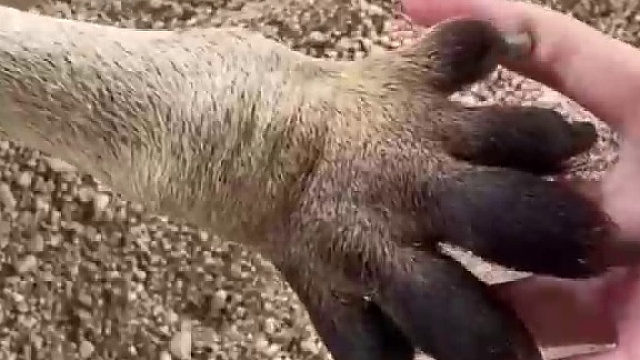 饲养员趁袋鼠睡觉摸爪爪，网友：刚子该起床锻炼身体了