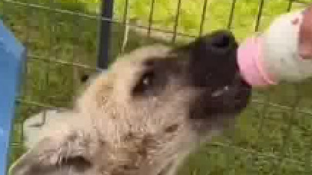 国外小哥赶集路上捡到一只流浪狗，养着养着发现竟然是肛肠科负责人