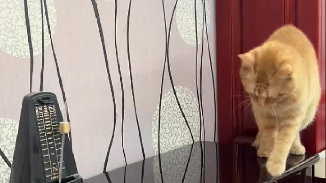 每一下都打在猫的麻筋上