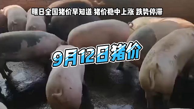 明日9月12日全国猪价早知道！明日猪价稳中上涨 生猪价格跌势停滞#猪价行情 #明日猪价 #生猪价格