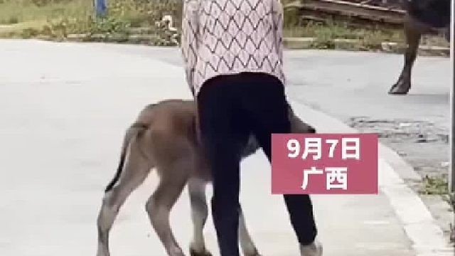 小犟牛不听话被教训，见识了啥叫护犊子