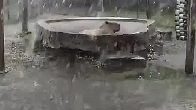 鸭鸭我啊，从小就离开爸爸妈妈，连个避雨的地方都没有啊