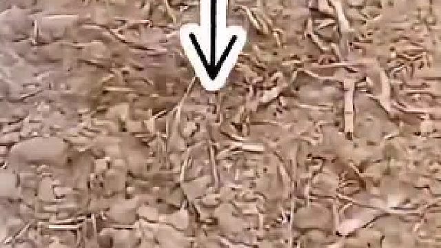 要不是它眨眼睛都没发现它