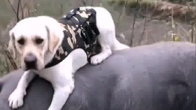 这狗子厉害，竟然自己养了头牛