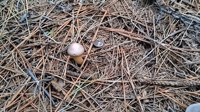 9月11号下午上山捡蘑菇