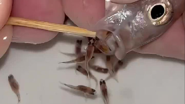鱼肚子里面竟然有好多小鱼，而且是从水里吐出来，谁来科普一下？