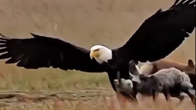 螳螂捕蝉 黄雀在后