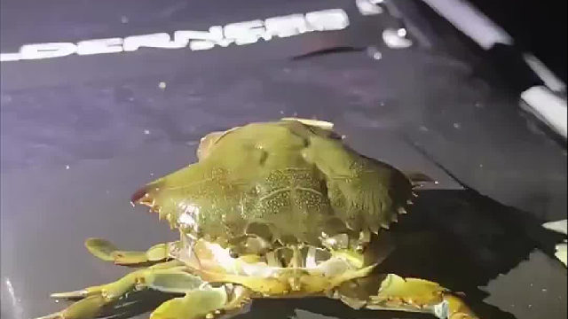 以防你没见过螃蟹脱壳，戳视频感受一下这个“诡异”程度