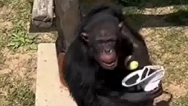 这个大猩猩也太聪明了吧