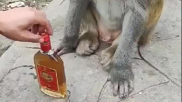 买两瓶嘎子的酒给他