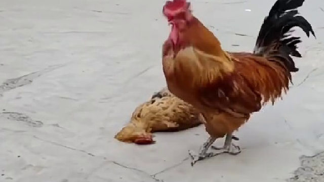 有情有义的大公鸡为了爱，在死去的母鸡旁边咬舌自尽