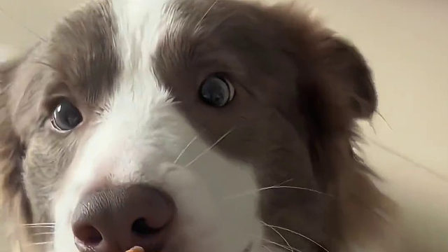 主人回学校前都会给狗狗个磨牙圈，现在狗狗知道给它磨牙圈 就是主人要走了