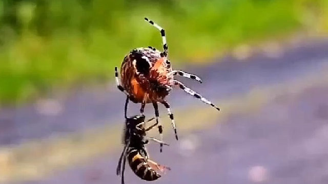 当蜘蛛抓住了蜜蜂，自己差点被转晕