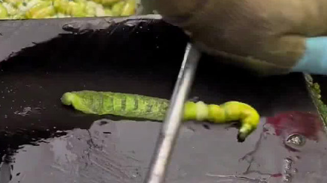 这是吃的吗，左手边还是右手边