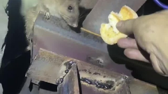 矿工大哥正准备升井，遇见了矿洞里的“老朋友”