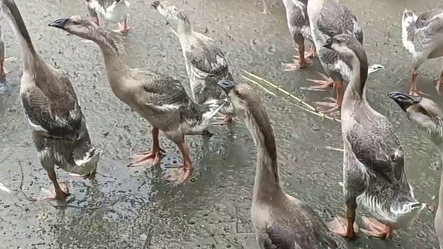 我悟了，偷鹅的时候，得下雨天去