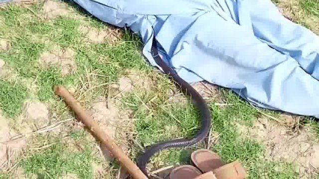 睡地上结果蛇来了