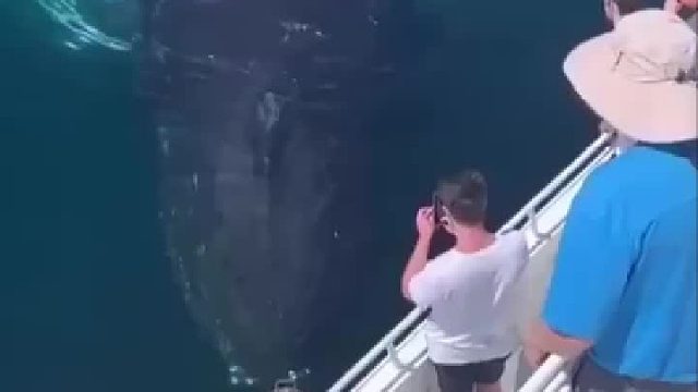 很多人遇到过座头鲸，但只有少数人被座头鲸喷过水