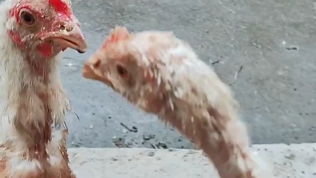 下雨天逗鸡玩希望带给大家带来笑容