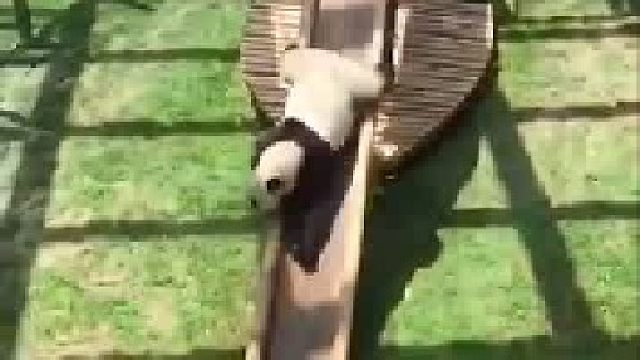 熊猫：怎么样 票没白买吧