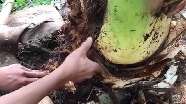 肥美，营养价值比牛肉高