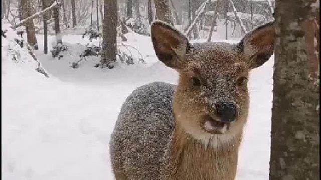 这就是传说中的傻狍子吗？