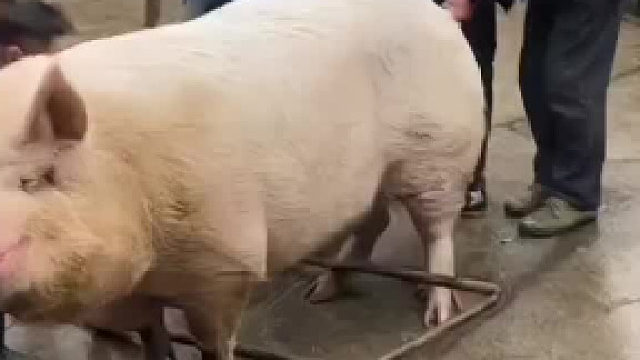 一只看淡红尘的猪