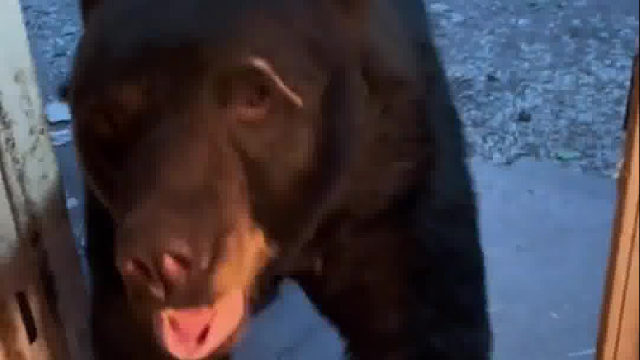 俄罗斯女子在捕猎者手中救下黑熊，黑熊感恩经常去看望恩人。