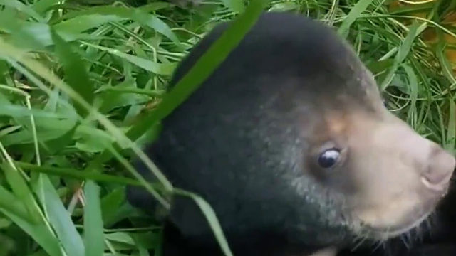 饲养员把小猎豹和小黑豹一起饲养，没想到小黑熊被欺负成了嘤嘤怪