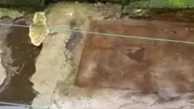 鸡在禽类里面战斗力还是很高的。