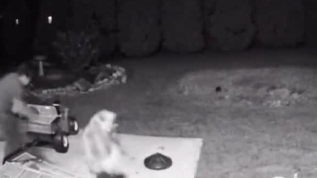 一人一狗被老鼠欺负惨了