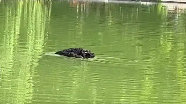 看到最后一秒才知道是什么，网友：我已经接受它是鳄鱼了