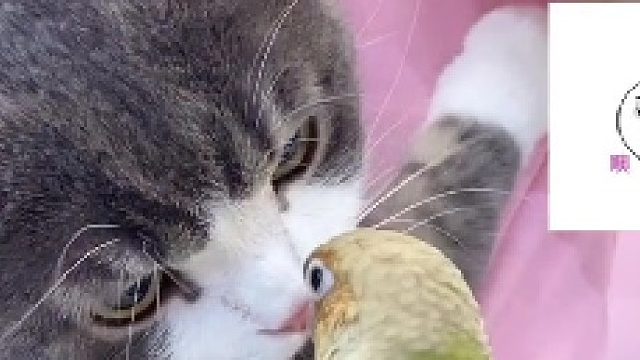 居然敢啄我 我可不是好欺负的