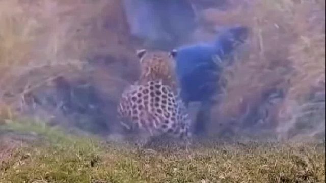 豹子偷袭小河马，河马妈妈收拾豹子护犊子，母爱太伟大了！