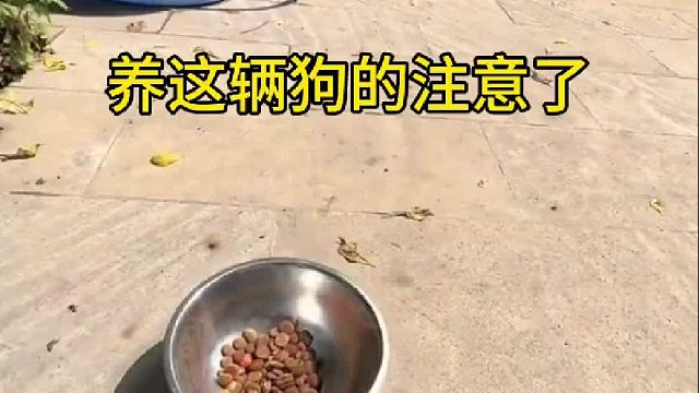狗：想吃我食？