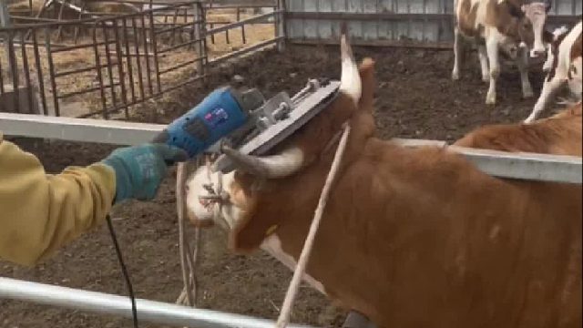 就没啥反应呢？难道不疼？