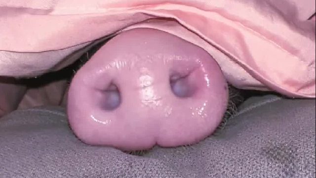 可爱到爆炸 深夜撸串