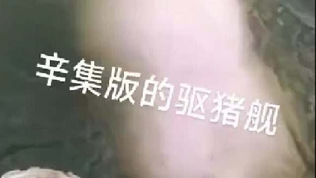 其实猪是游泳高手 很多人不知道
