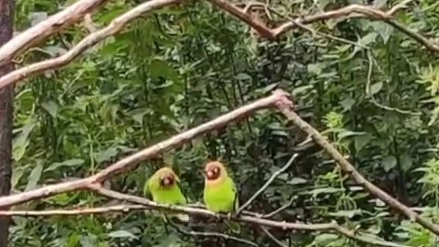 它正在欢喜的对你说早早早